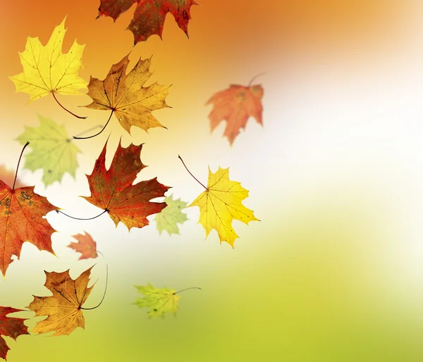 Autumn background — Stock Photo, Image