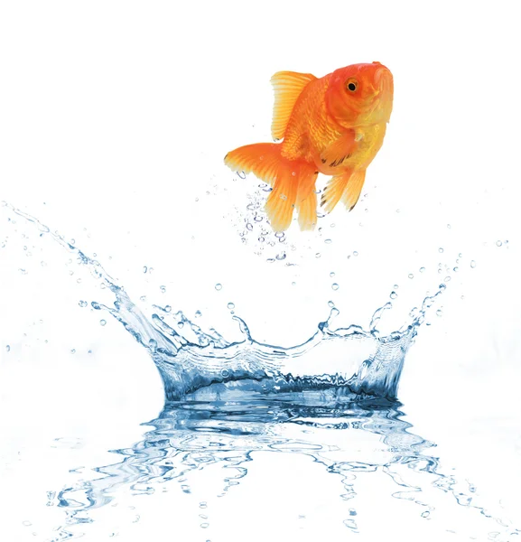 Water splash with gold fish — Stock Photo, Image