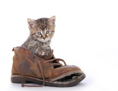 Leuk Katje in oude boot