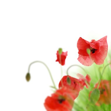 Beautiful poppy head isolated clipart