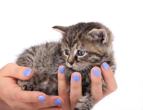 Gattino carino su una mano — Foto Stock