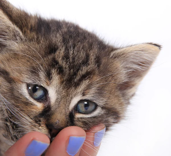 Cute kitten on a hand — Stock Photo, Image