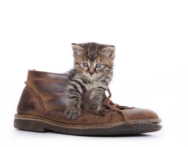 stock image Cute kitten in old boot