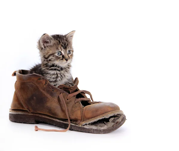 Carino gattino in vecchio stivale — Foto Stock