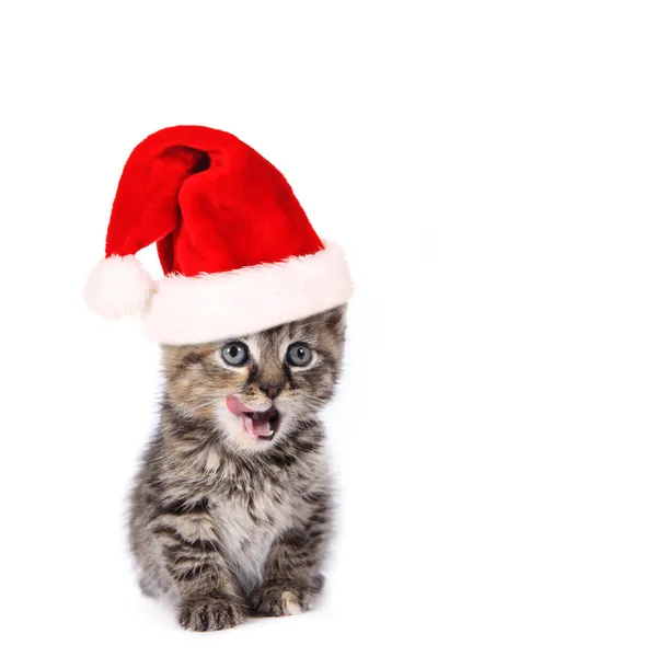 Santa Χριστούγεννα γάτα — Φωτογραφία Αρχείου