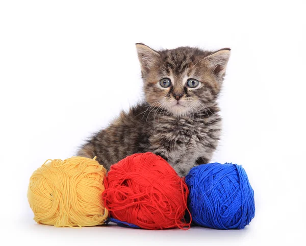 Cute kitten with colored wool — Stock Photo, Image
