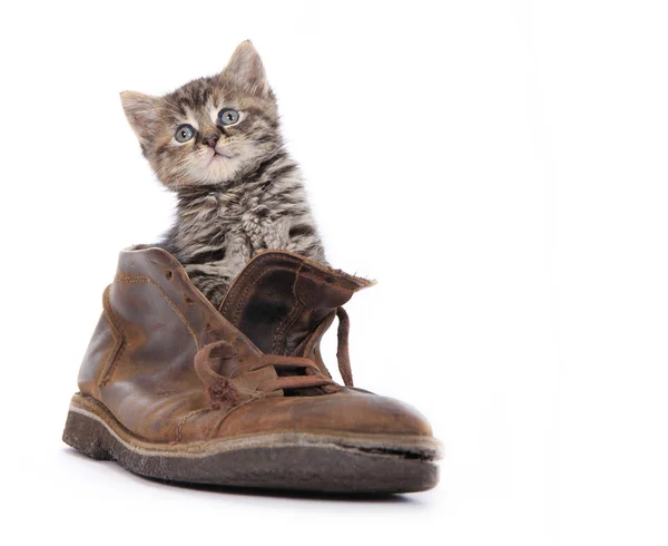 Lindo gatito en bota vieja —  Fotos de Stock