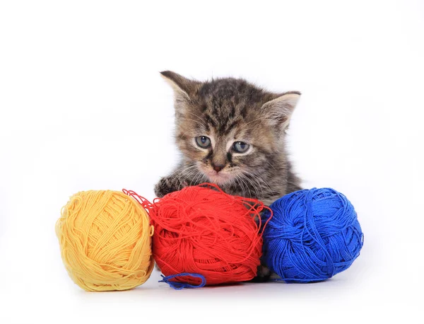 Lindo gatito con lana de colores —  Fotos de Stock