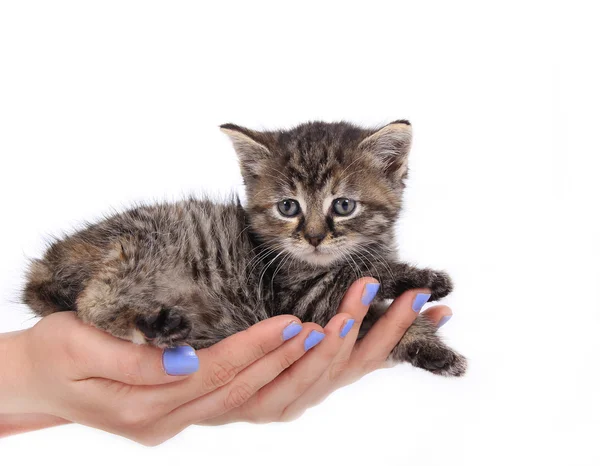 一只手上的可爱小猫 — 图库照片