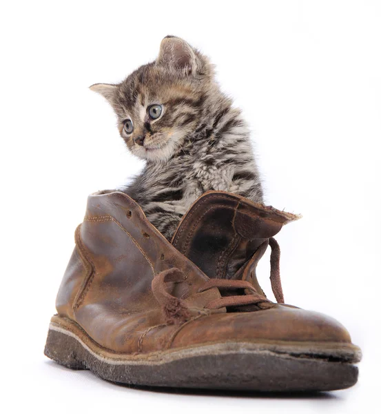 Cute kitten in old boot — Stock Photo, Image
