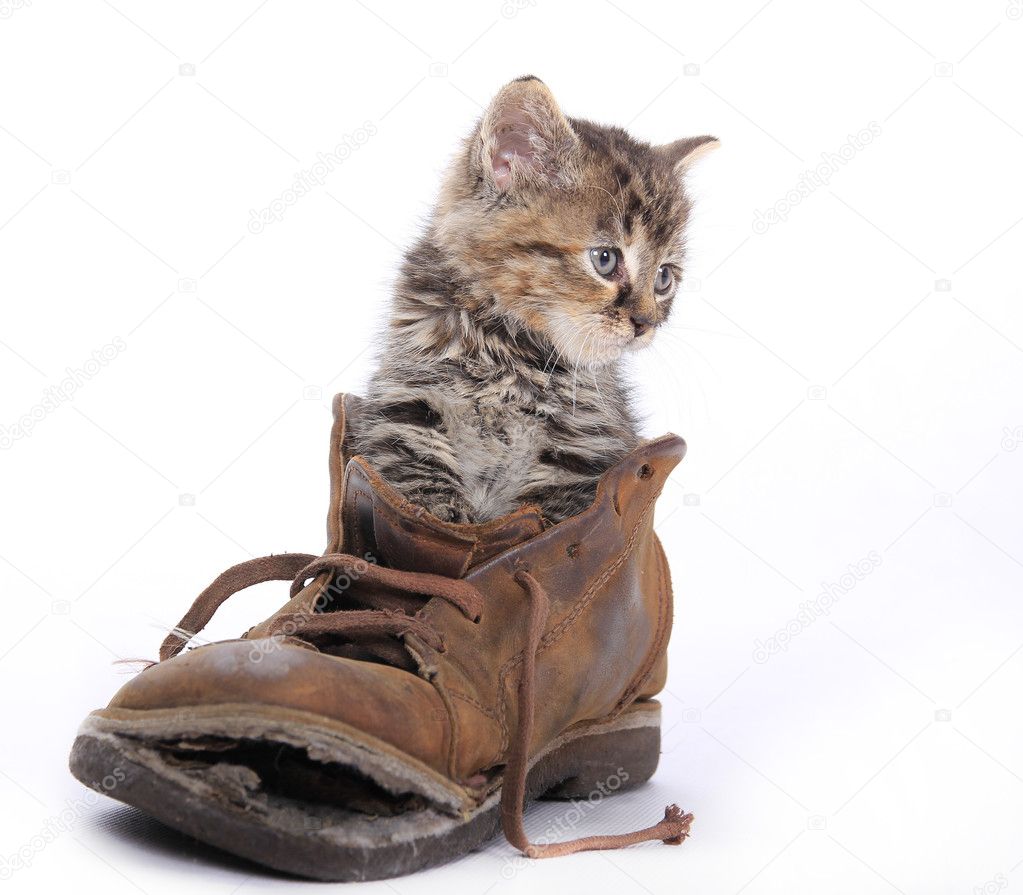 Cute kitten in old boot — Stock Photo © Kesu01 #7215265