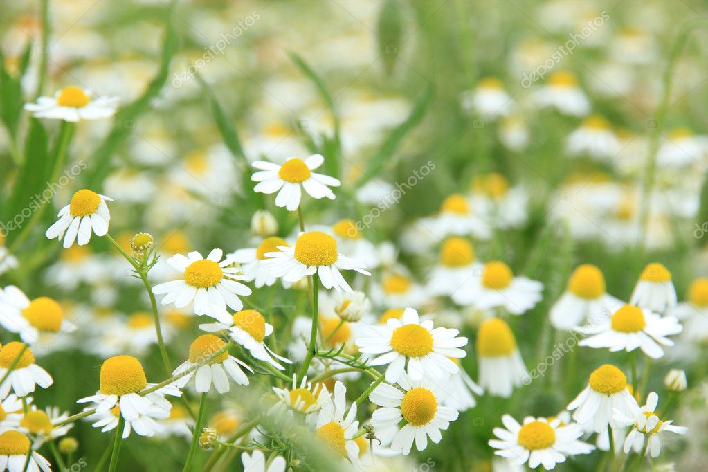 Daisies in a meadow
