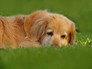 golden retriever başkanı