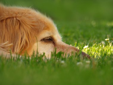 golden retriever başkanı