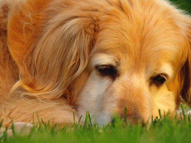 golden retriever başkanı