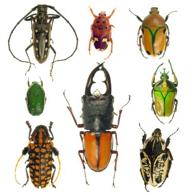Beetles collection
