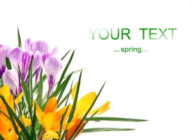 Spring crocusses isolated clipart