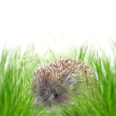 West European Hedgehog on the meadow clipart