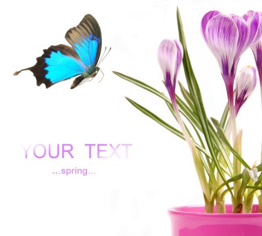 Spring theme clipart