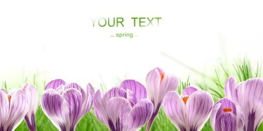 Spring crocusses clipart