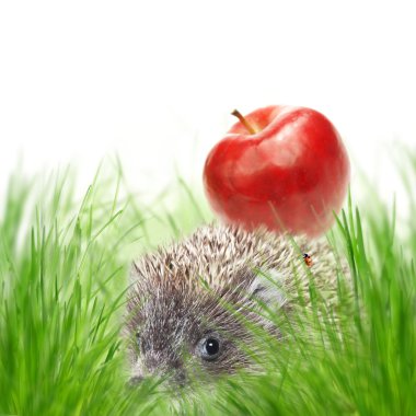 Hedgehog with apple clipart