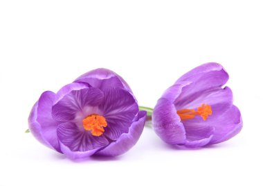 Spring crocusses clipart