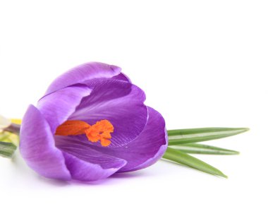 Bahar crocusses