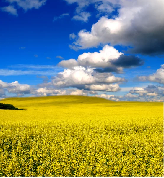 Žluté pole s oleji semen řepky — Stock fotografie