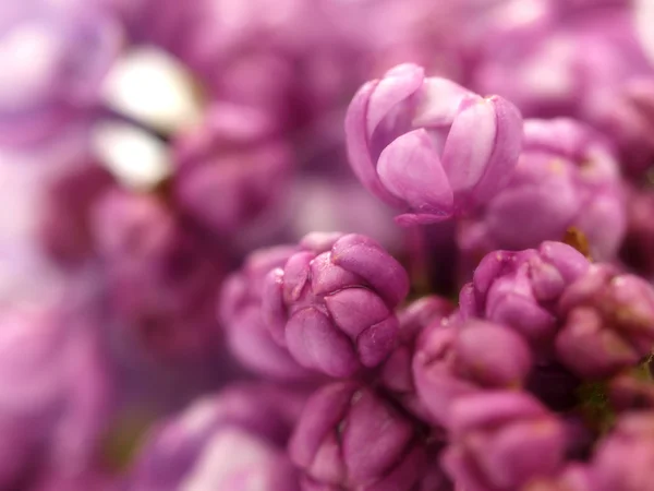 Lila virág fürtök — Stock Fotó