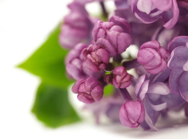 Aglomerado de flores de lilás isolado no fundo branco — Fotografia de Stock