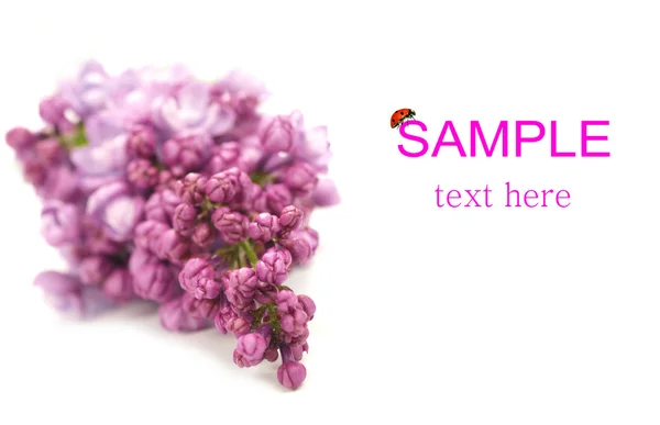 Grappolo di fiori lilla isolato su sfondo bianco — Foto Stock