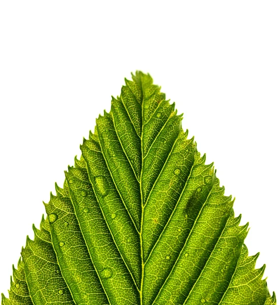Краплі води на зеленому листі — стокове фото