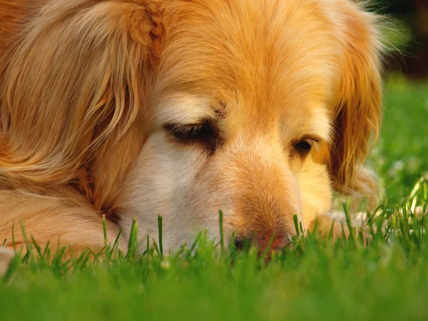 stock image Head of golden retriever