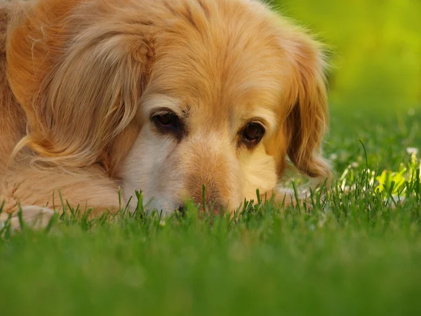 stock image Head of golden retriever