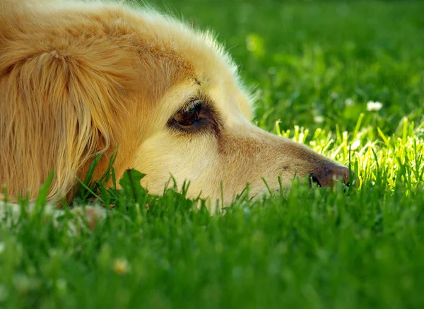 Stock image Head of golden retriever