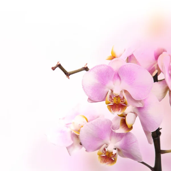 Beautiful Orchid flower — Stock Photo, Image