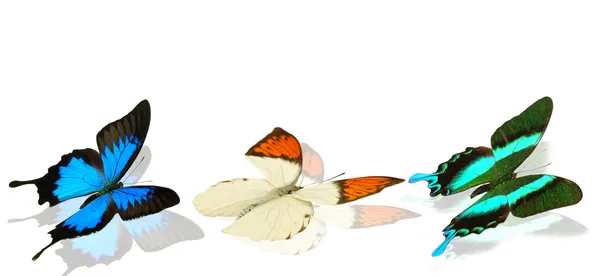 Samling av färgade fjärilar — Stockfoto