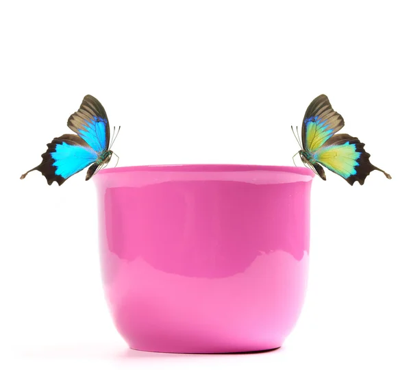 Papillons exotiques sur pot de fleurs violet — Photo