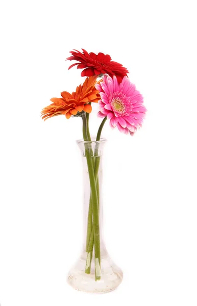 Gerber blossom close-up — Stock Photo, Image