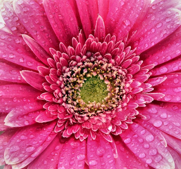 Gerber flor close-up — Fotografia de Stock