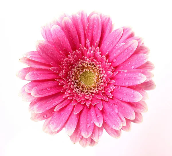 Primer plano de la flor de gerber —  Fotos de Stock