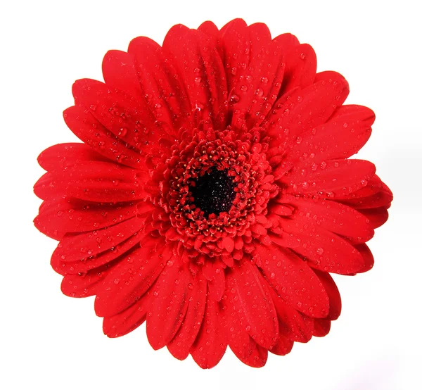 Gerber flor close-up — Fotografia de Stock