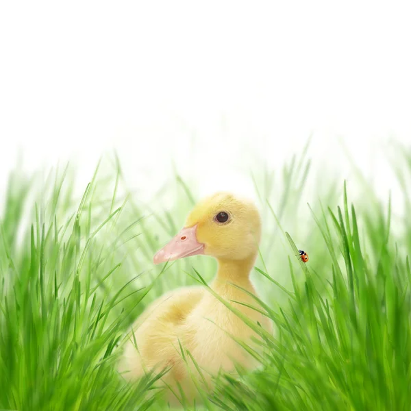 Little duck on green grass — Stock Photo, Image