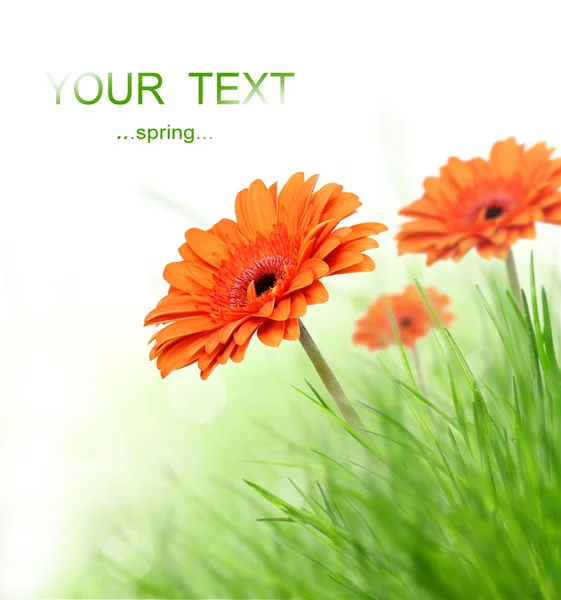 Piękne wiosenne kwiaty gerber — Zdjęcie stockowe