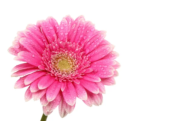 Spring gerber flowers — Stock Photo, Image