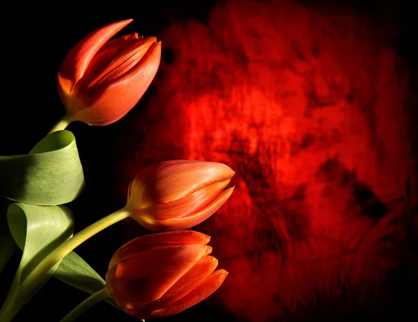 Belle fleur de tulipe — Photo