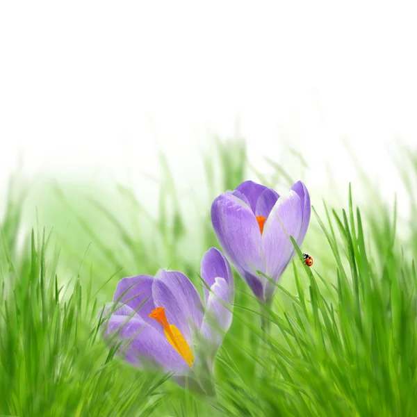 Fresh spring background — Stock Photo, Image