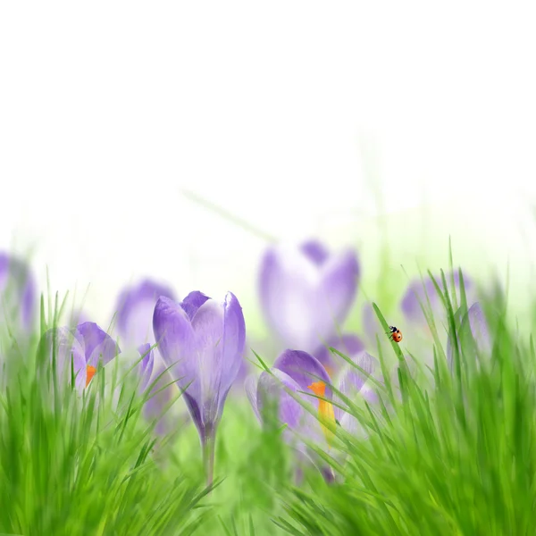 Verse lente achtergrond — Stockfoto