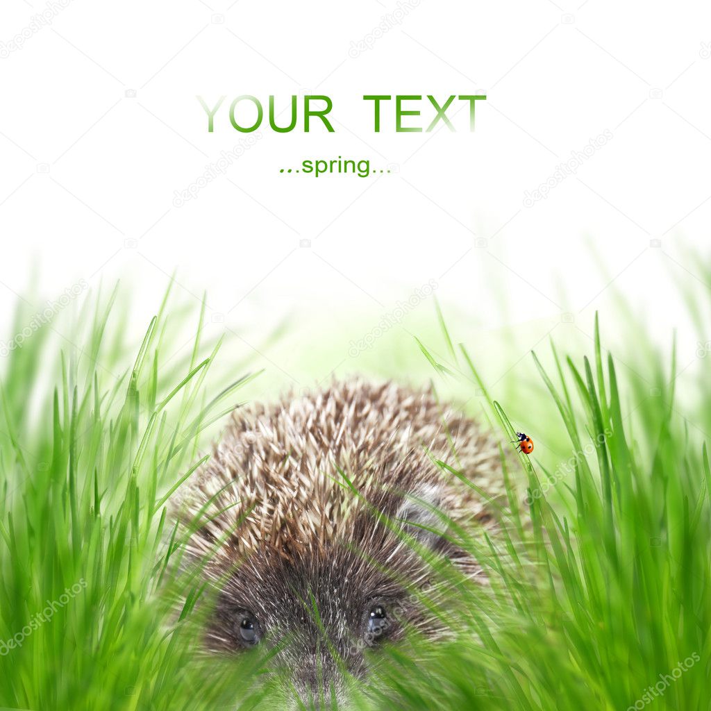 West European Hedgehog on the meadow
