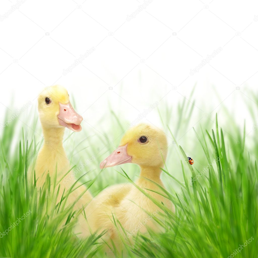 Little ducks on green grass